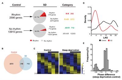 Disruption of Circadian Transcriptome in Lung by Acute Sleep Deprivation